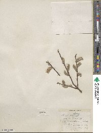 Salix planifolia var. nelsonii image