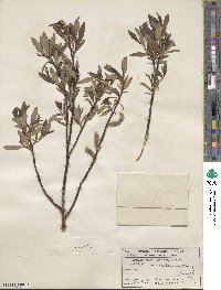 Salix planifolia image