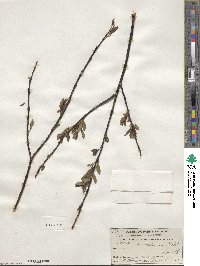 Salix planifolia var. nelsonii image