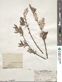 Salix planifolia image