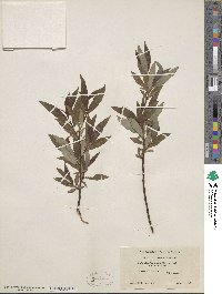 Salix planifolia var. nelsonii image