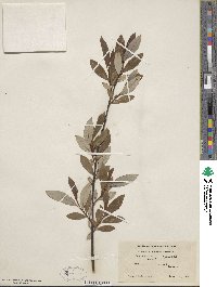 Salix planifolia var. nelsonii image