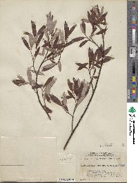 Salix planifolia var. nelsonii image