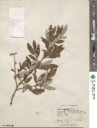 Salix planifolia image