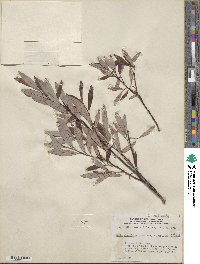 Salix planifolia image