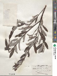 Salix planifolia image