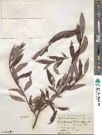 Salix planifolia image