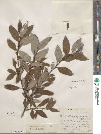 Salix planifolia image