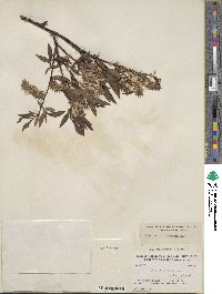 Salix planifolia image