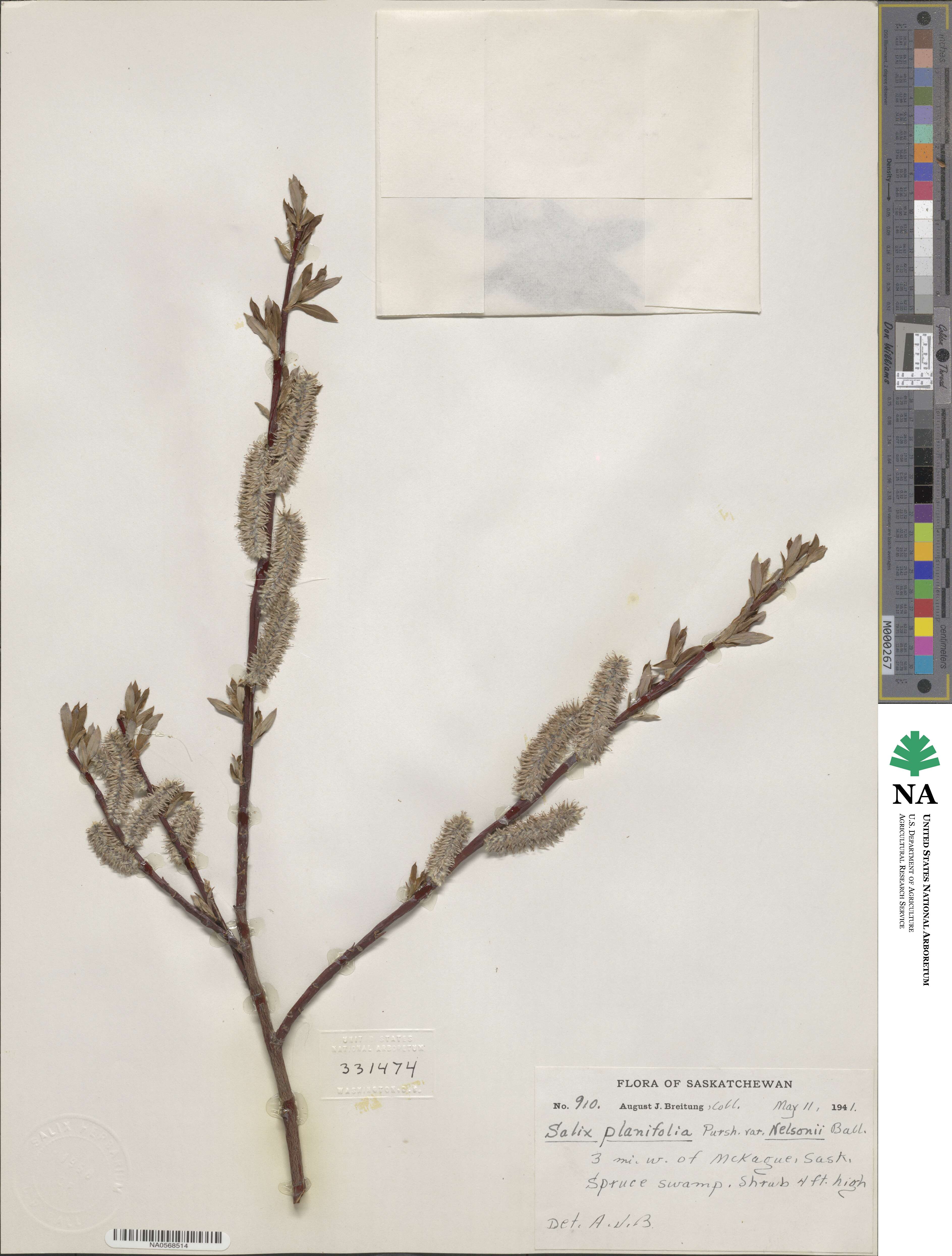 Salix planifolia image