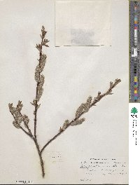 Salix planifolia var. nelsonii image