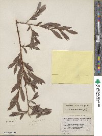 Salix planifolia image