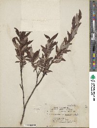 Salix planifolia var. nelsonii image