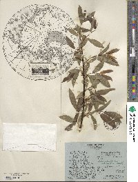 Salix planifolia image