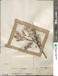 Salix planifolia var. nelsonii image