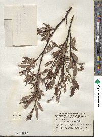 Salix planifolia image