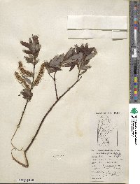 Salix planifolia image