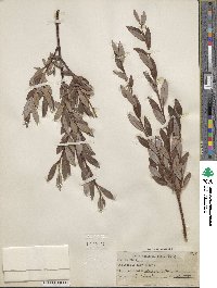 Salix planifolia image