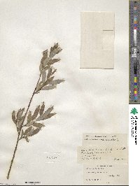 Salix planifolia image