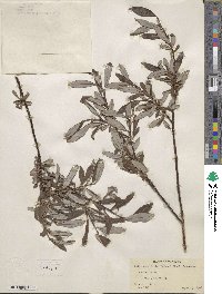 Salix planifolia image