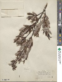 Salix planifolia var. nelsonii image