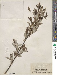 Salix planifolia var. nelsonii image