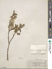 Salix planifolia image