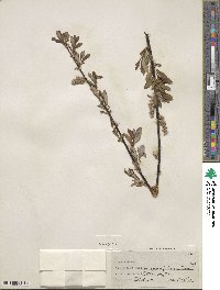 Salix planifolia image