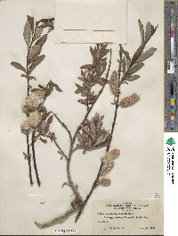 Salix planifolia image