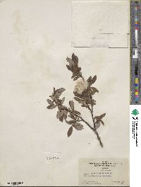 Salix planifolia var. nelsonii image