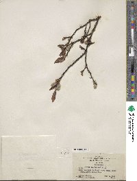 Salix planifolia var. nelsonii image