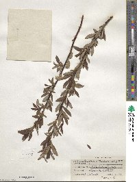 Salix planifolia image