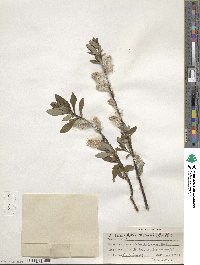 Salix planifolia image