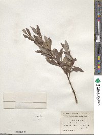 Salix planifolia image