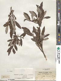 Salix planifolia image