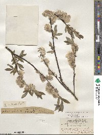 Salix planifolia image