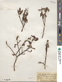 Salix planifolia var. nelsonii image