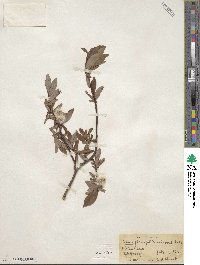 Salix planifolia image