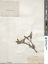 Salix planifolia image