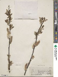 Salix planifolia var. nelsonii image