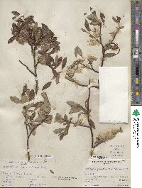 Salix planifolia image