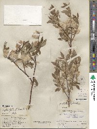 Salix planifolia var. nelsonii image