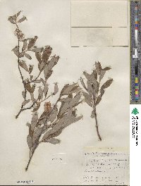 Salix planifolia var. nelsonii image