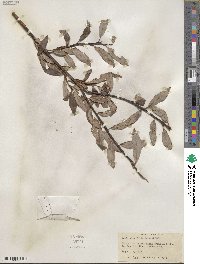 Salix planifolia var. nelsonii image