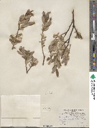 Salix planifolia var. nelsonii image