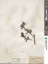 Salix planifolia image