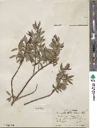 Salix planifolia var. nelsonii image