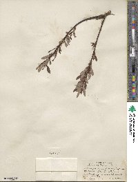 Salix planifolia var. nelsonii image