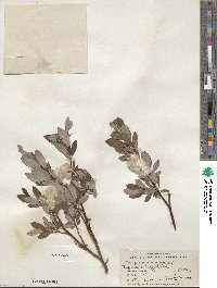 Salix planifolia var. nelsonii image