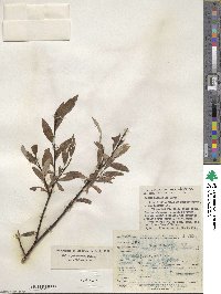 Salix planifolia image